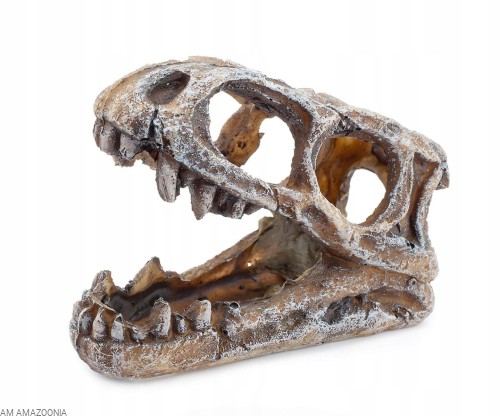 Czaszka dinozaura 10 cm