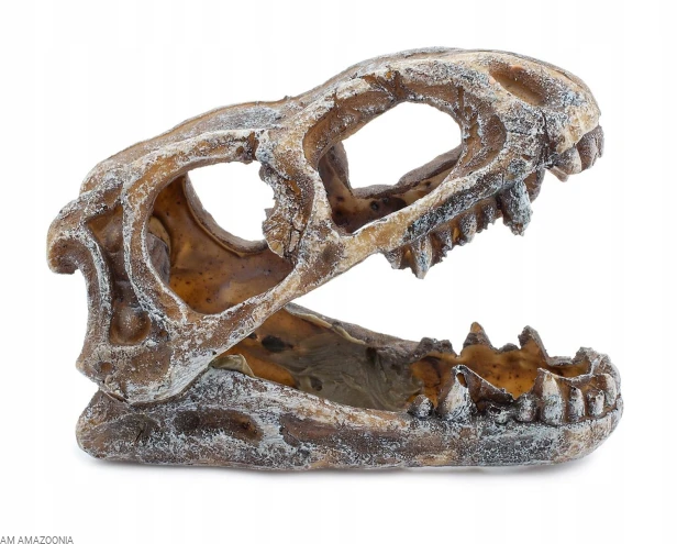 Czaszka dinozaura 10 cm