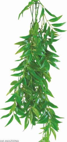 Ficus Longifolia 50 cm