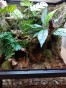 Suszone liście, naturalna ściółka do terrarium bioaktywnego DUŻE OPAKOWANIE