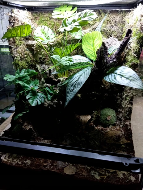 Suszone liście, naturalna ściółka do terrarium bioaktywnego DUŻE OPAKOWANIE