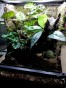 Suszone liście, naturalna ściółka do terrarium bioaktywnego DUŻE OPAKOWANIE
