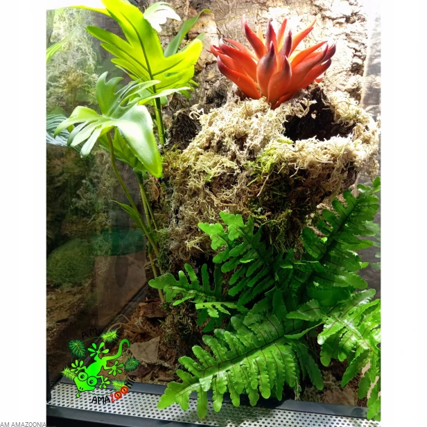 AM AMAZOONIA Philodendron z korzeniami, wystrój terrarium, Filodendron 47cm
