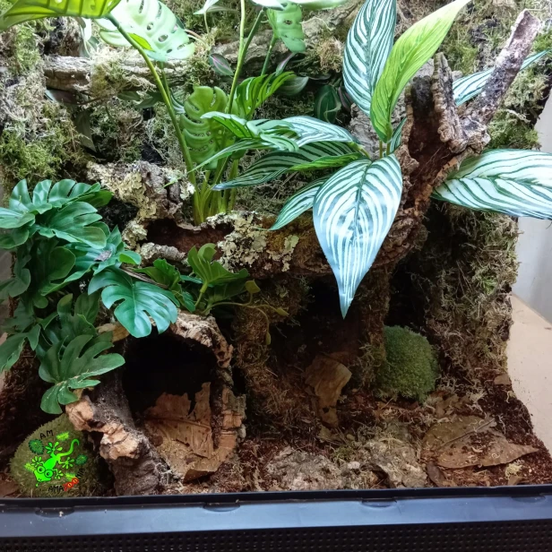 Liście Ketapangu CATAPPA do akwarium terrarium do detailingu 14-20 cm 5szt.