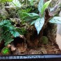 Liście Ketapangu CATAPPA do akwarium terrarium do detailingu 14-20 cm 5szt.
