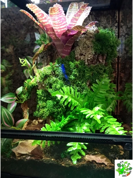 Exotic Hobby Podłoże dla gekona orzęsionego 3 L