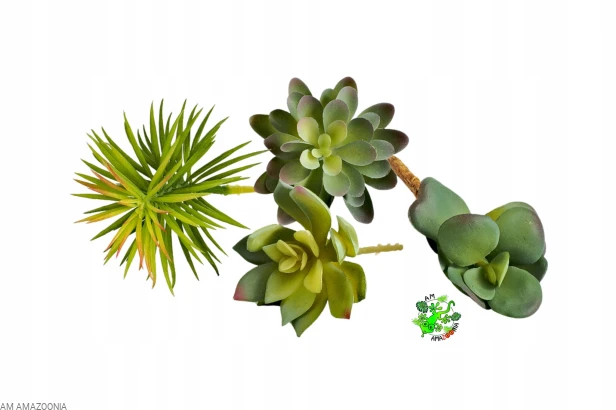 DUŻY Zestaw detailingowy do terrarium pustynnego Susz egzotyczny + Sukulent