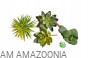 DUŻY Zestaw detailingowy do terrarium pustynnego Susz egzotyczny + Sukulent