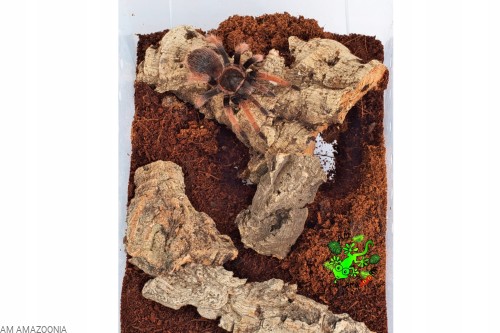 Kora dębu korkowego Drobne ścinki płaty do 15cm detailing do terrarium 1kg