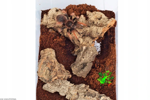 Kora dębu korkowego Drobne ścinki płaty do 15cm detailing do terrarium 1kg
