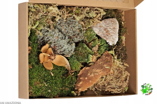 Mix Mchów - PŁATY - ŻYWY MECH do terrarium DUŻE OPAKOWANIE