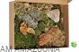 Mix Mchów - PŁATY - ŻYWY MECH do terrarium DUŻE OPAKOWANIE