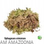 Mix Mchów - PŁATY - ŻYWY MECH do terrarium DUŻE OPAKOWANIE