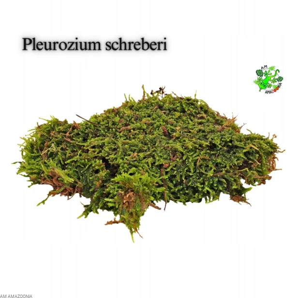 Mix Mchów - PŁATY - ŻYWY MECH do terrarium DUŻE OPAKOWANIE