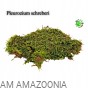 Mix Mchów - PŁATY - ŻYWY MECH do terrarium DUŻE OPAKOWANIE
