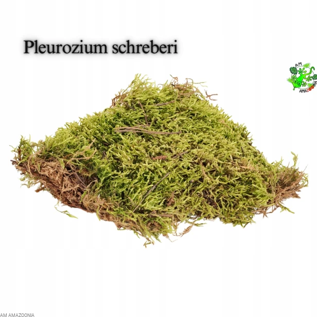 Mix Mchów - PŁATY - ŻYWY MECH do terrarium DUŻE OPAKOWANIE