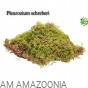Mix Mchów - PŁATY - ŻYWY MECH do terrarium DUŻE OPAKOWANIE