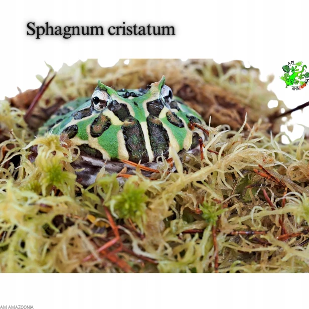 Mix Mchów - PŁATY - ŻYWY MECH do terrarium DUŻE OPAKOWANIE