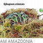 Mix Mchów - PŁATY - ŻYWY MECH do terrarium DUŻE OPAKOWANIE