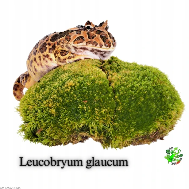 Mix Mchów - PŁATY - ŻYWY MECH do terrarium DUŻE OPAKOWANIE