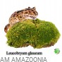 Mix Mchów - PŁATY - ŻYWY MECH do terrarium DUŻE OPAKOWANIE