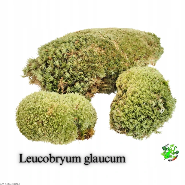 Mix Mchów - PŁATY - ŻYWY MECH do terrarium DUŻE OPAKOWANIE