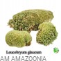 Mix Mchów - PŁATY - ŻYWY MECH do terrarium DUŻE OPAKOWANIE
