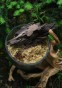 Terrarium Treasure Sphagnum cristatum ŻYWY MECH torfowiec 100g + 10% gratis
