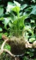 Terrarium Treasure Sphagnum cristatum ŻYWY MECH torfowiec 100g + 10% gratis