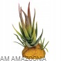 REPTO PLANT ALOE RED Sztuczny aloes, sukulent do terrarium MINI 6 x 11 cm