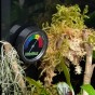 Habistat DIAL HYGROMETER Higrometr poziom wilgotności terrarium PRECYZYJNY