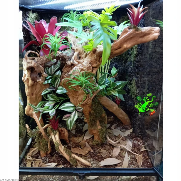 AM AMAZOONIA COBRA LEAVES Suszone liście do terrarium, detalling 5 szt.