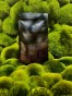 MOSS MIX + Moss Base Mix zarodników mchów i paproci - Gotowy zestaw