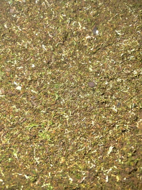 MOSS MIX + Moss Base Mix zarodników mchów i paproci - Gotowy zestaw