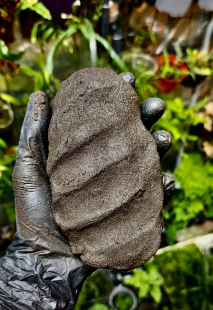 TROPICAL CLAY - Glinka - Ścianka i aranżacja w terrariach tropikalnych 3kg