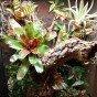 TROPICAL CLAY - Glinka - Ścianka i aranżacja w terrariach tropikalnych 3kg
