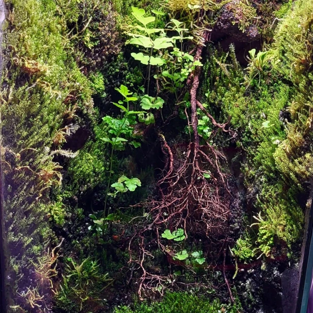 TROPICAL CLAY - Glinka - Ścianka i aranżacja w terrariach tropikalnych 3kg