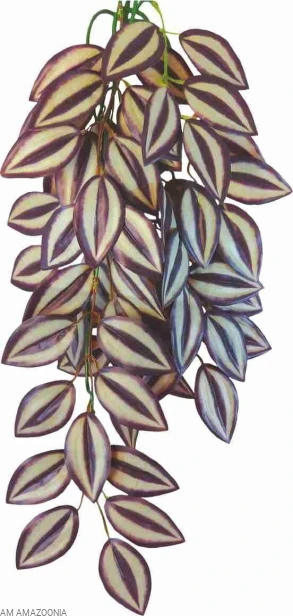 Happet Roślina, ozdoba terrarium Tradescantia Zebrina - Trzykrotka 50 cm