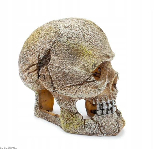 Kryjówka ozdoba terrarium czaszka ludzka 12x9x12cm