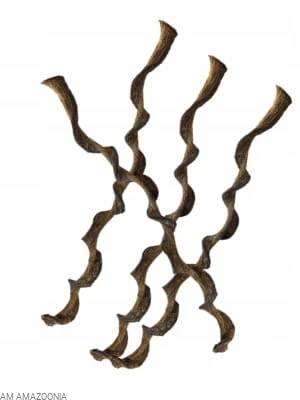 REPTO JUNGLE WOOD Liana do terrarium tropikalnego dla kameleona gekona 95cm
