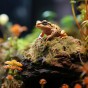 Mech torfowiec Sphagnum moss dla żaby rogatej, ukorzeniania roślin 1kg