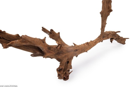 AM AMAZOONIA Korzeń mangrowca do terrarium, akwarium Mangrowiec 50 - 60 cm