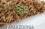 Mech torfowiec Sphagnum moss dla żaby rogatej, ukorzeniania roślin 5kg