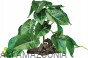 REPTO PLANT Sztuczna stojąca Alokazja do terrarium 20 cm