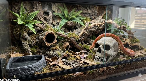 miska narożna, czaszka ludzka aranżacja terrarium.png