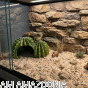 kaktus kryjówka aranżacja terrarium .png