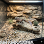 czaszka krokodyla aranżacja terrarium.png
