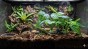 aranżacja terrarium philodendron stojący.jpg