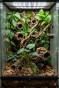 aranżacja terrarium philodendron.jpg