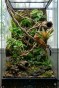 aranżacja terrarium bioaktywnego dla gekona orzęsionego.jpg